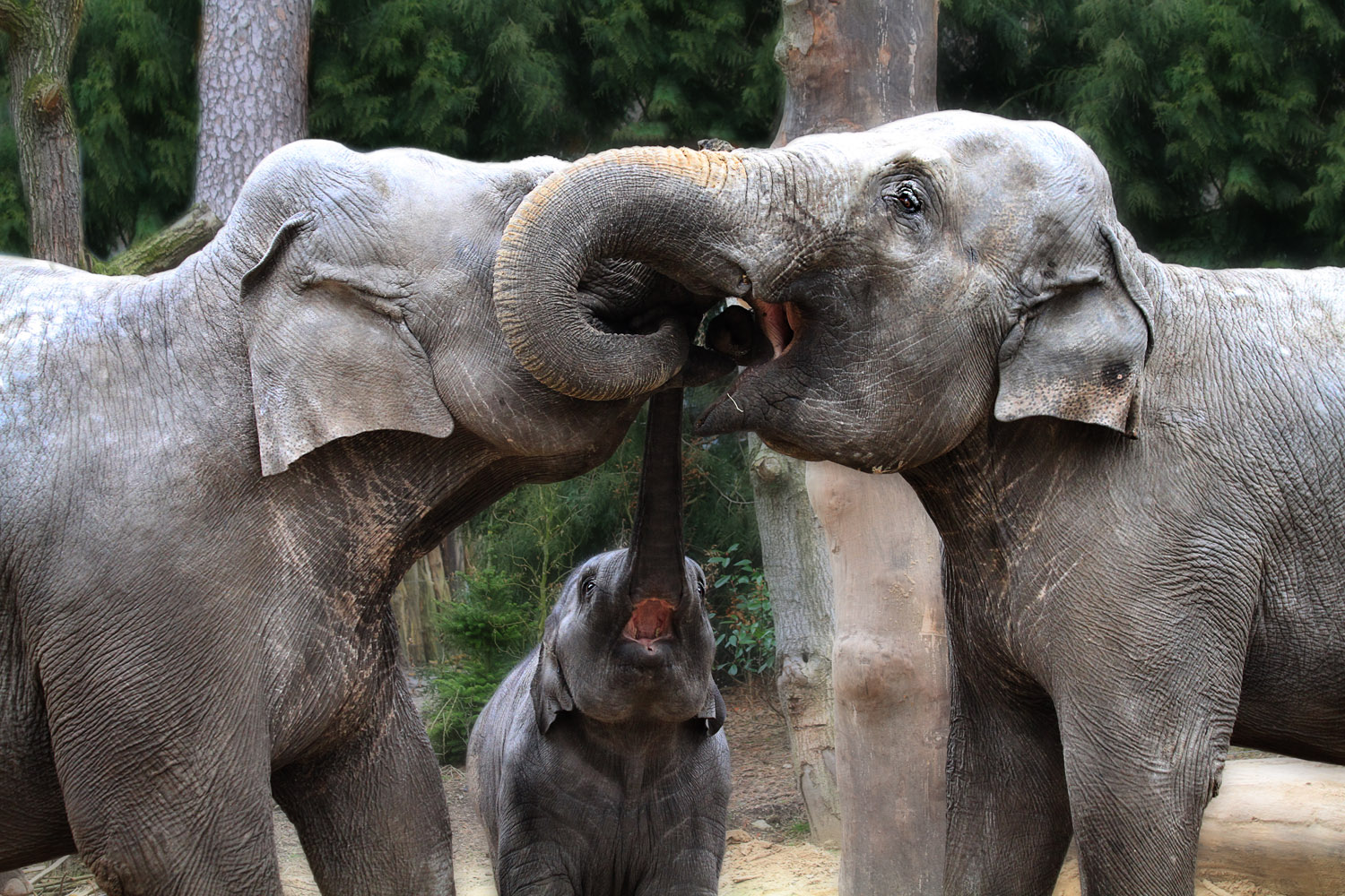 Three_elephant's_curly_kisses