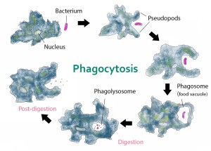 Phagocytosis_--_amoeba