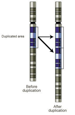256px-Gene-duplication.png